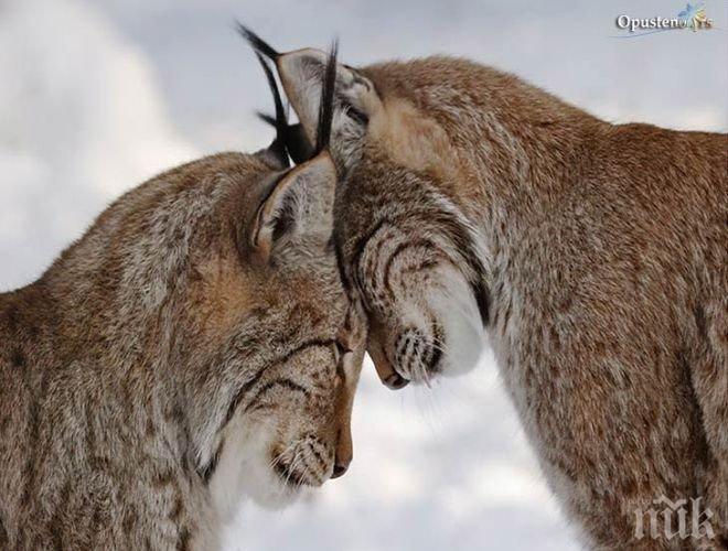 Рисовете се завръщат в българската планина