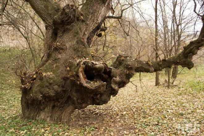 Внимание, шофьори! Паднало дърво затвори пътя към Осоговската планина