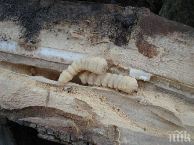 Учен откри как да се пребори с дървениците след 180 хил. ухапвания