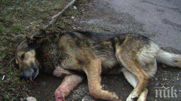 Жестокост! Садист от Кърджали заснемал жестоки убийства на домашни животни с телефона си