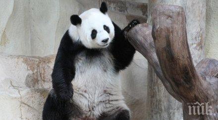 зарадваха пандата лин хуи новогодишни подаръци