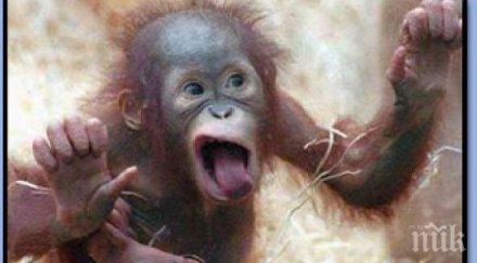 маймунка джебчийка обра турист