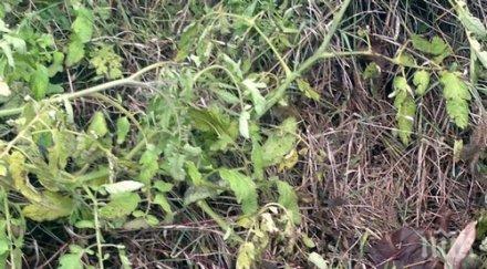 феномен домати растат посред зима бургас снимки