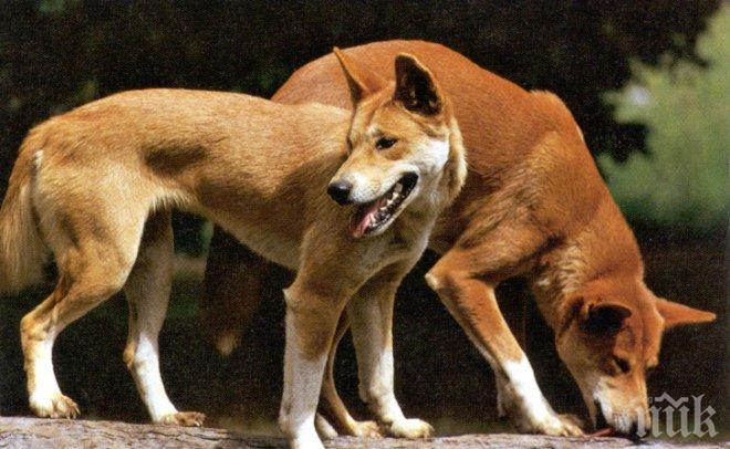 Шофьор пропадна в крайпътна канавка заради улично куче