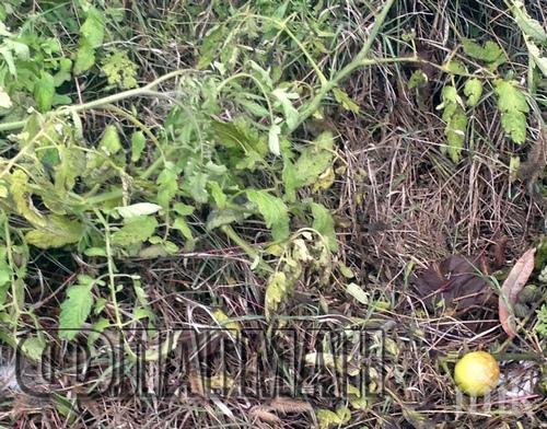 Феномен! Домати растат посред зима в Бургас (снимки)