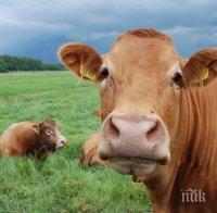 Ливадите за косене получават субсидии само при трева под 70 см 