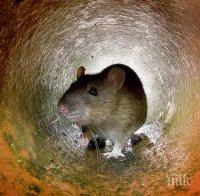 Шокиращо! Плъх нагриза спящо момченце на 14 месеца, състоянието му било критично