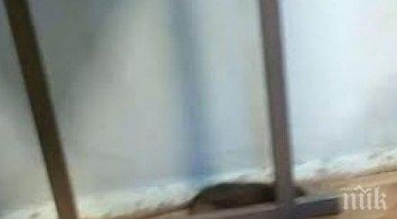 кошмар първия учебен ден новата 2015 година труп плъх стресира ученици варна