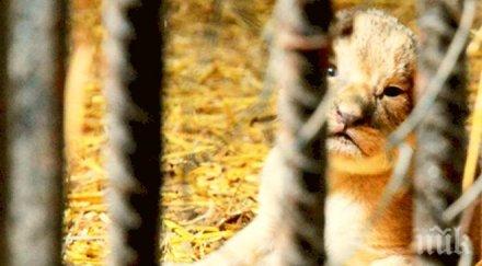 путин обама меркел имената лъвчета варненския зоопарк