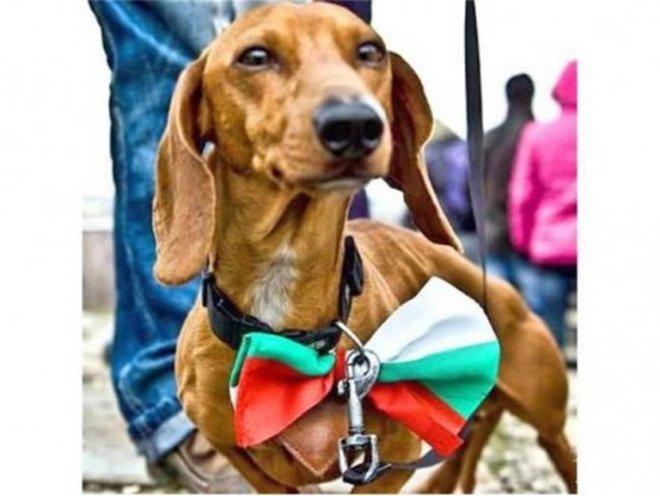 Изчезна дакелът от варненските протести