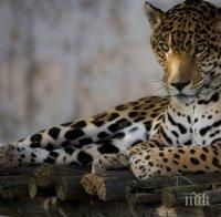 Ароматите на 