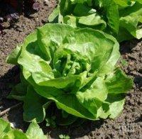 Астронавти скоро може да отглеждат марули на Марс

