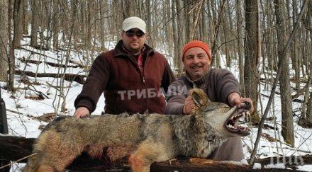 кръв ужасно зрелище бизнесмен застреля огромен вълк хвали снимка