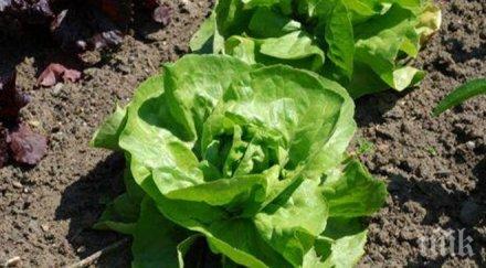 астронавти скоро отглеждат марули марс