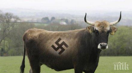 любимата порода крави хитлер опасна