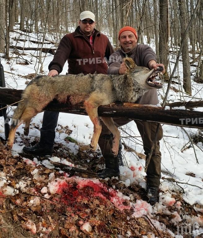 Кръв и ужасно зрелище! Бизнесмен застреля огромен вълк, хвали се със снимка (16+)