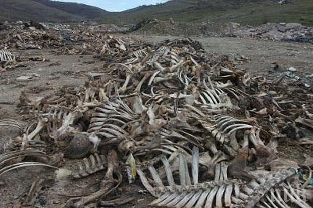 Откриха човешки кости край ловешко село