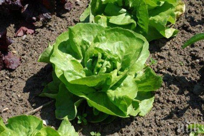 Астронавти скоро може да отглеждат марули на Марс

