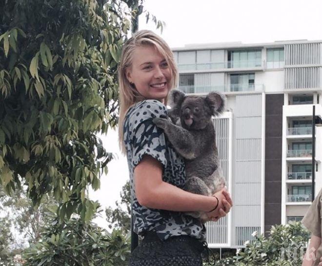 Шоу! Коя е по-фотогенична - Маша Шарапова или коалата?

