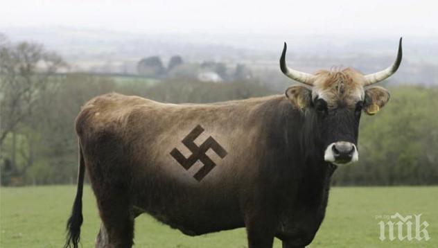 Любимата порода крави на Хитлер е опасна