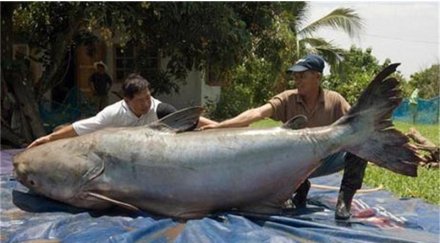 уловиха 300 сом тайланд