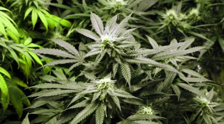 колорадо разреши марихуаната