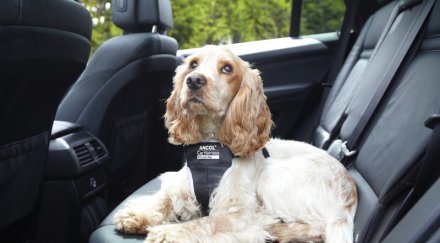 доказано кучетата крадат коли