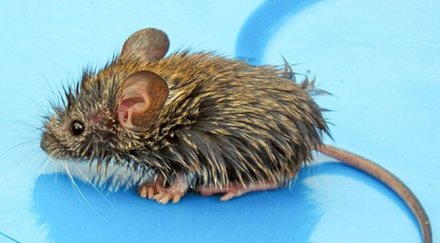 врачанин намери мишка фъстъците