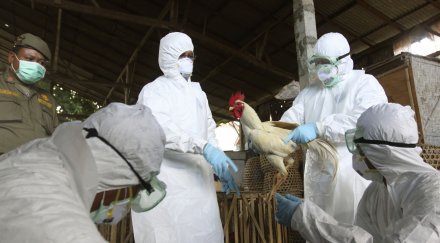 птичи грип пак вилнее индонезия