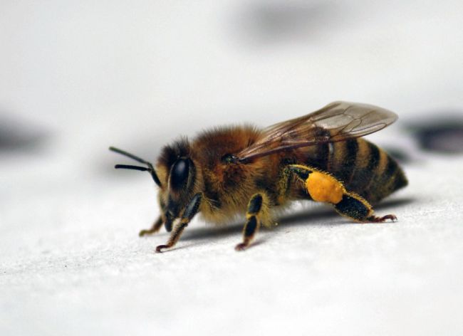 Разкриха генетичния код на медоносните пчели