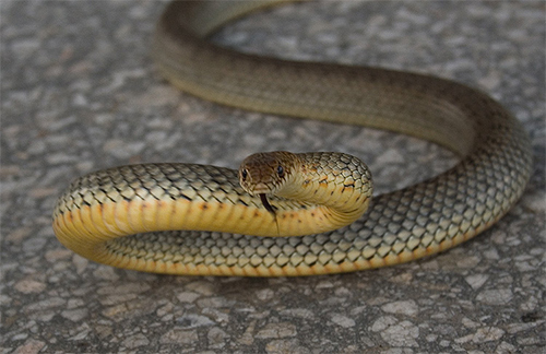 Учен от БАН се препаса с отровни змии 