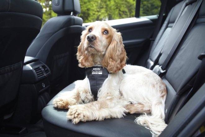 Доказано! Кучетата могат да крадат коли