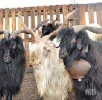 В Татарстан се състоя конкурс за красота сред кози