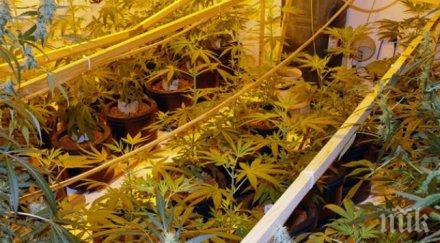 хванаха младеж отглеждал канабис палатка