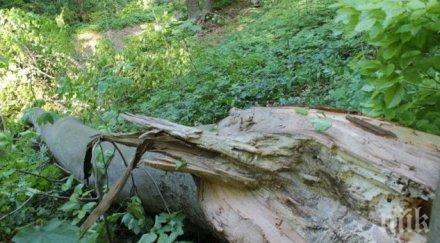 спипаха годишна краде дървесина района село водолей