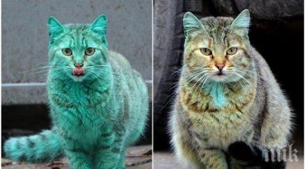 атрактивната българска котка вече зелена