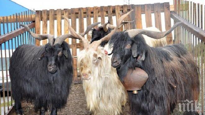 В Татарстан се състоя конкурс за красота сред кози
