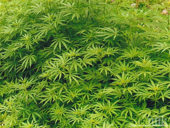 Откриха канабис в село Любенец