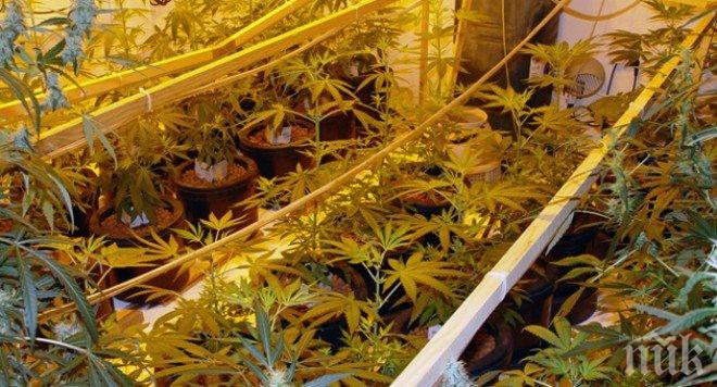 Оранжерийните производители ще получат допълнителни средства 