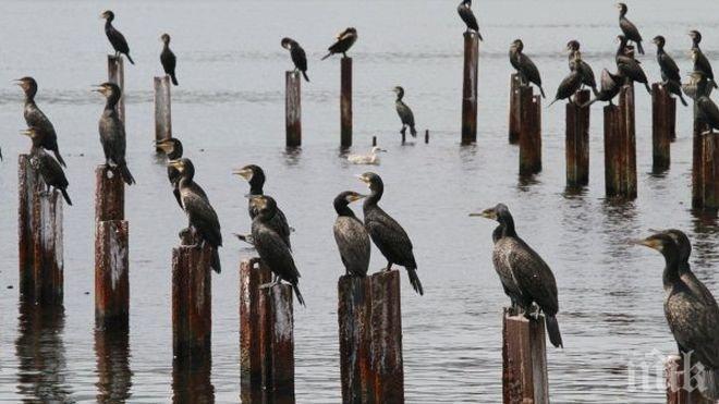 Подаден е сигнал за бедстващи корморани до Камен бряг