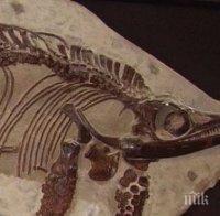 Шотландия се сдоби с ново чудовище - морско