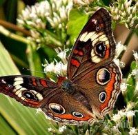 Пеперуда е наполовина женски, наполовина мъжки екземпляр