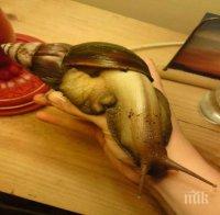 Намериха осемнадесет неизвестни досега вида охлюви в Гуантанамо