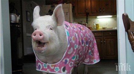 мини прасенце шокира стопаните доби размерите полярна мечка смениха жилището гледат снимки