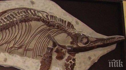 шотландия сдоби ново чудовище морско