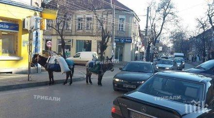 разпасани магарета ядосаха шофьори