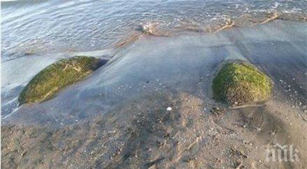 гигантски миди появиха плажа бургас