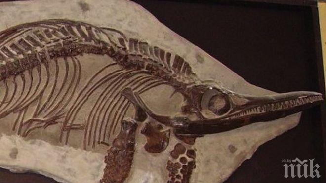 Шотландия се сдоби с ново чудовище - морско