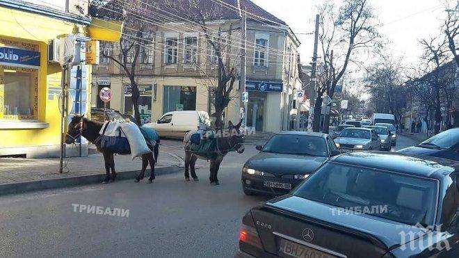 Разпасани магарета ядосаха шофьори