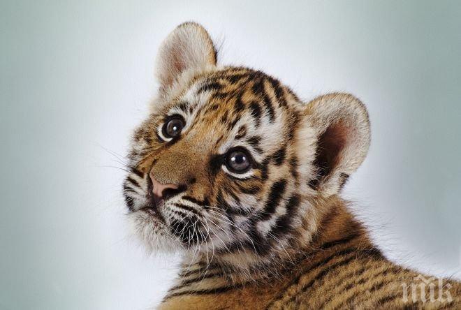 2000 души посетили варненския зоопарк за ден